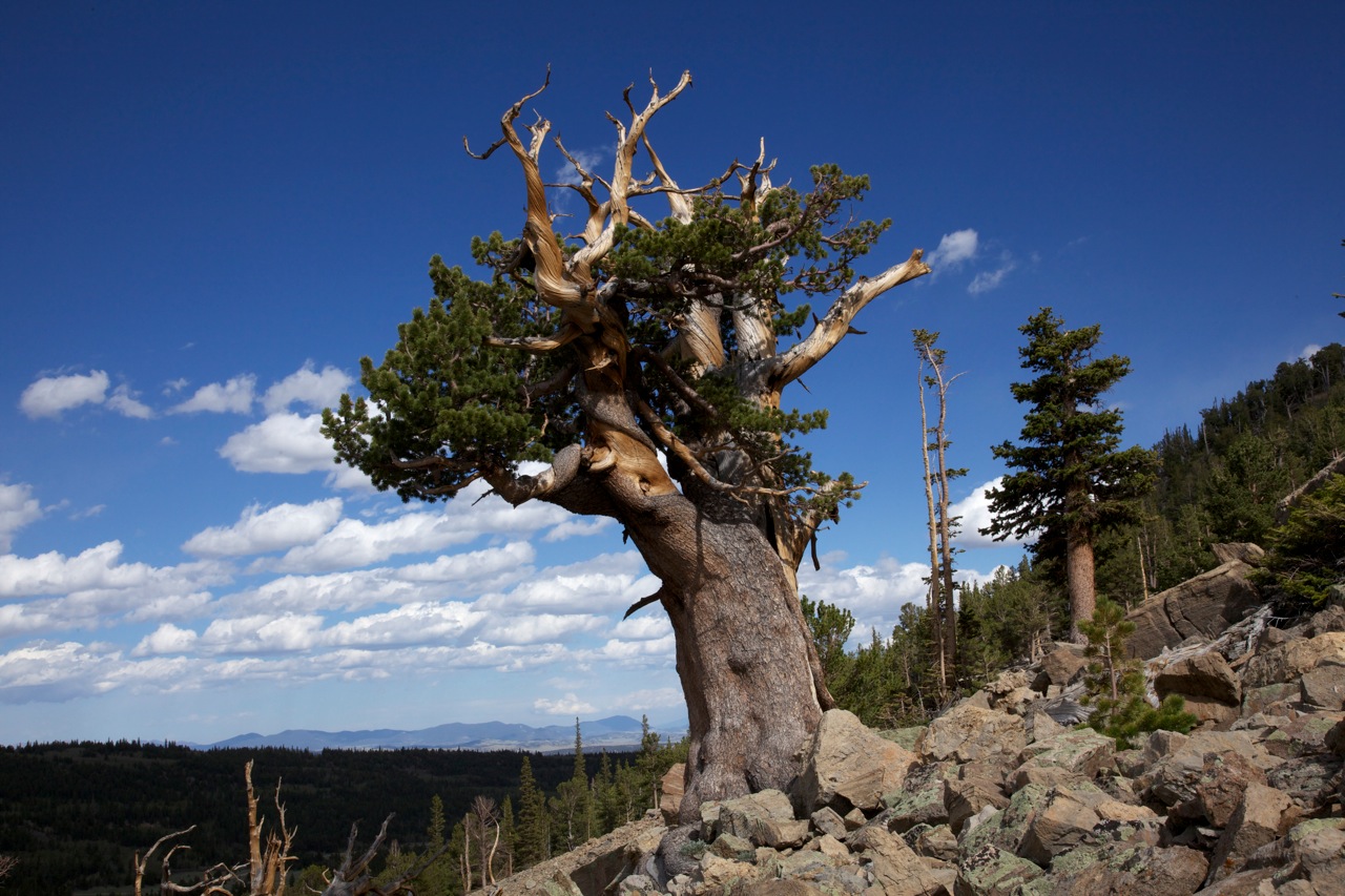 Limber_pine_on_rocky_outcrop.jpg